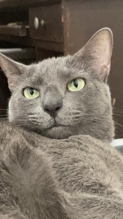 Pimienta