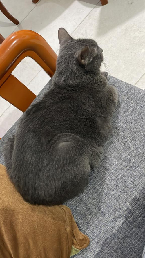 Pimienta