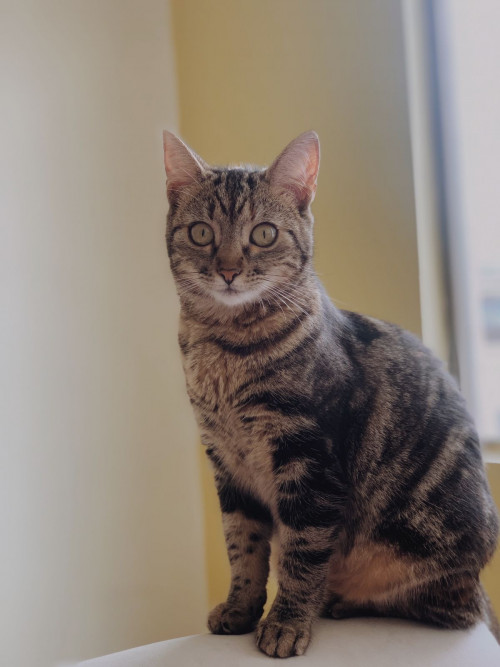 Niña