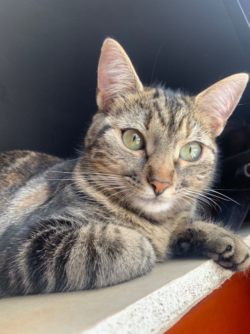 Niña