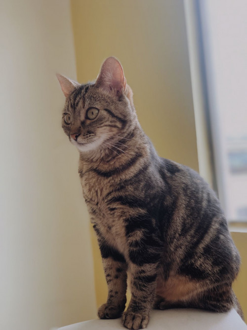 Niña