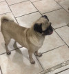 Foto de Fiona en  Nuevo León #3