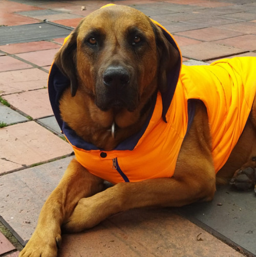 Rufo