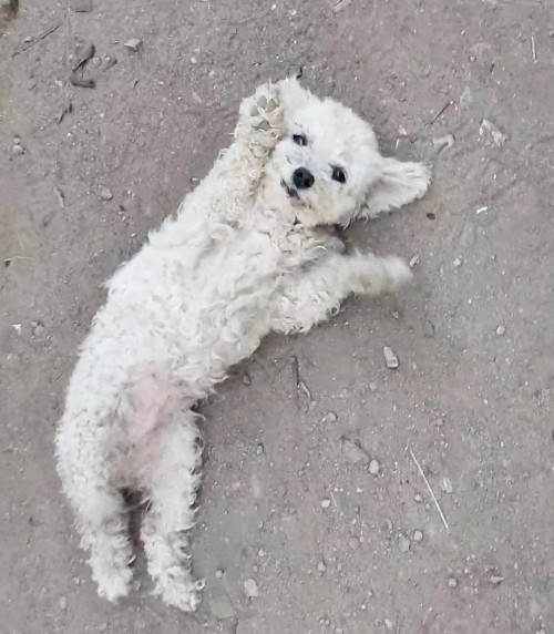Paloma