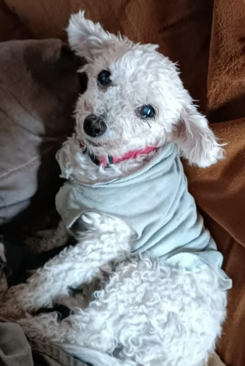 Paloma