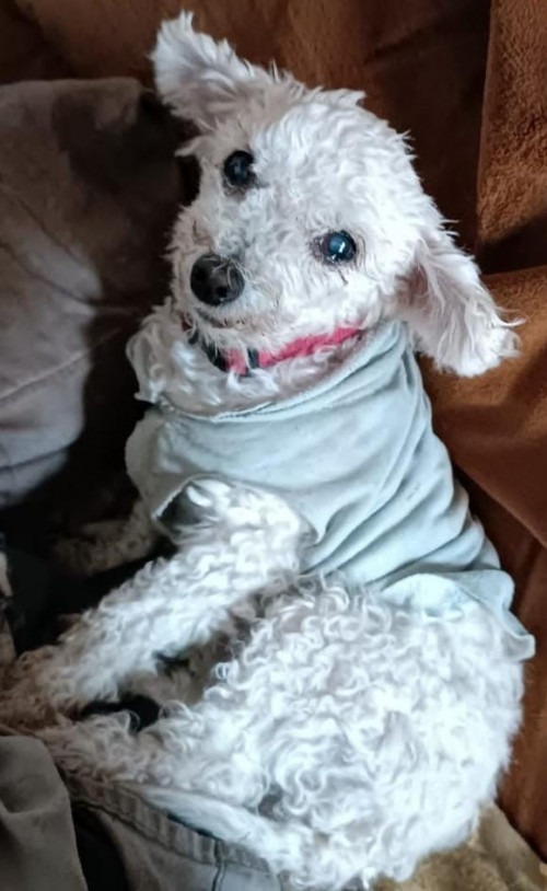 Paloma