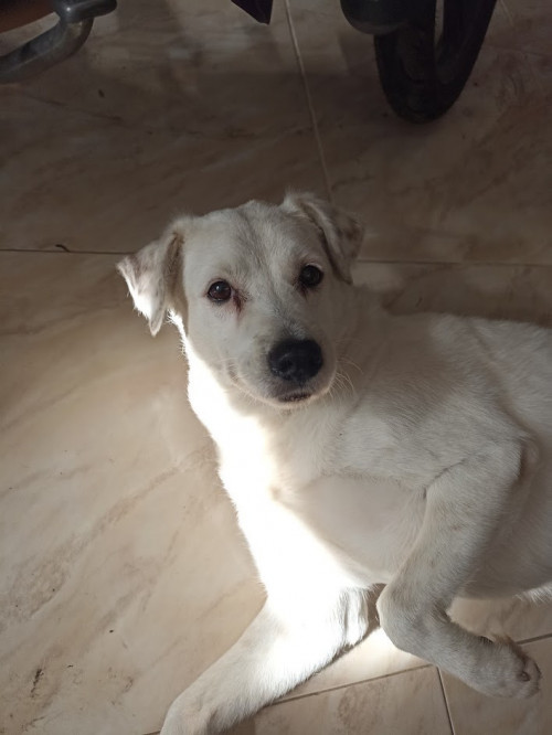 Teo
