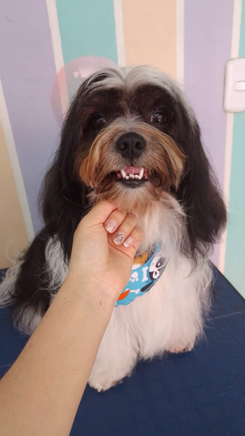 Copito