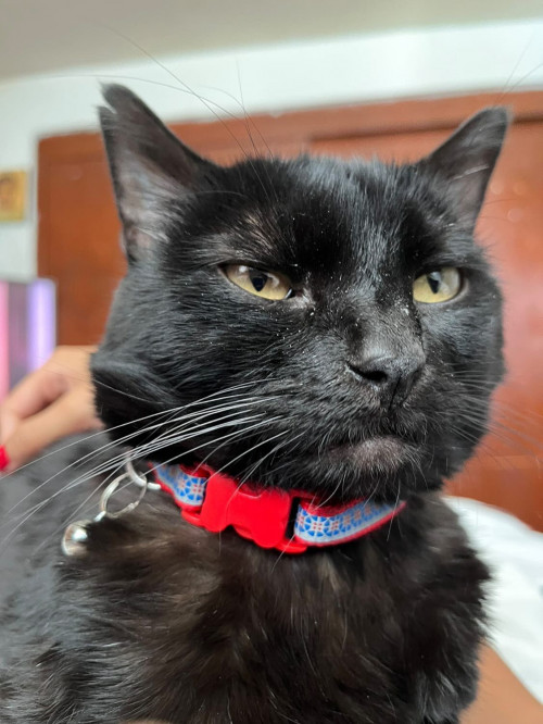 Bagheera