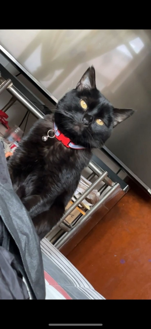 Bagheera
