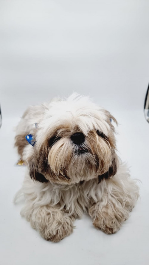 Muñeca