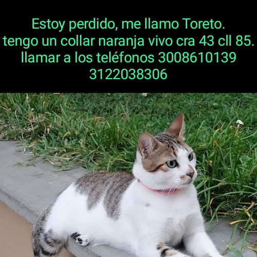 Toreto