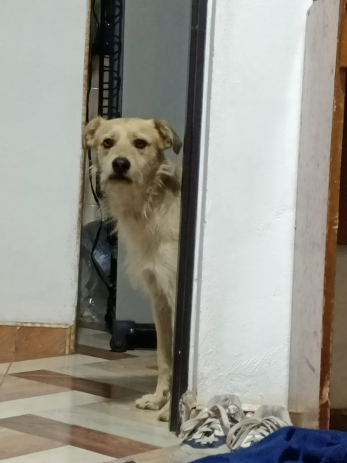 Spyke