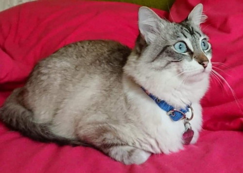 Maia