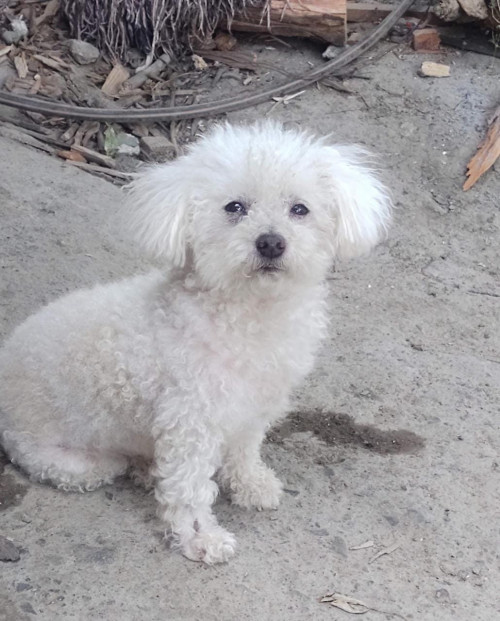 Toby