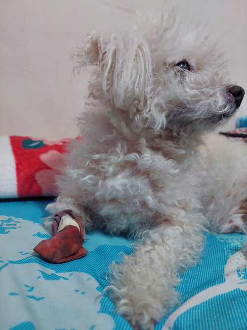 Toby