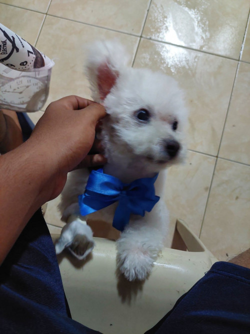 Toby