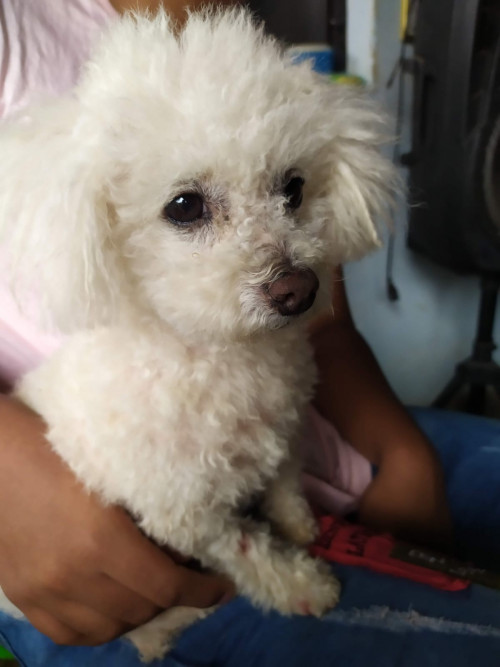 Toby