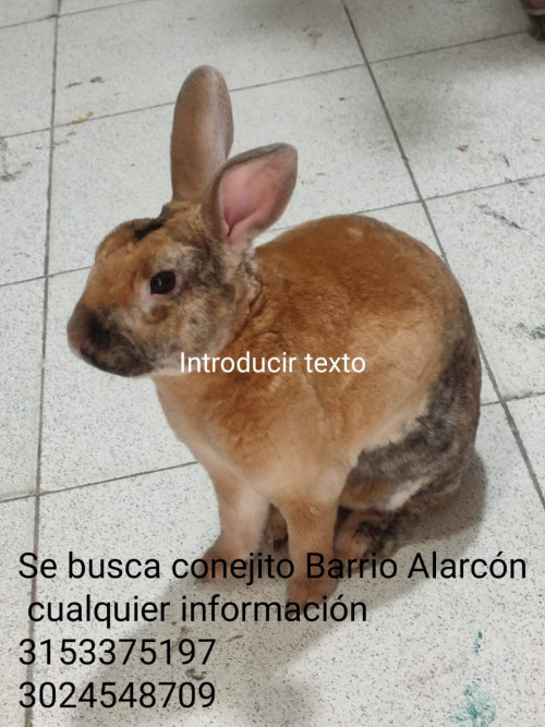 Tigre Emilio