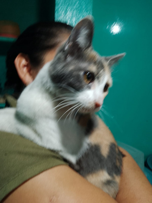 Chingaderita