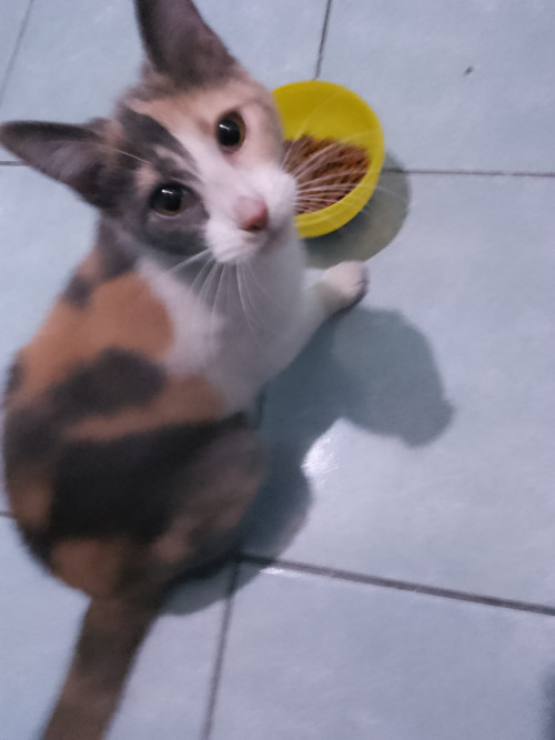 Chingaderita
