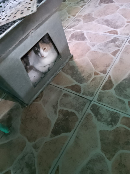 Chingaderita