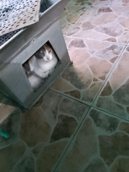 Chingaderita