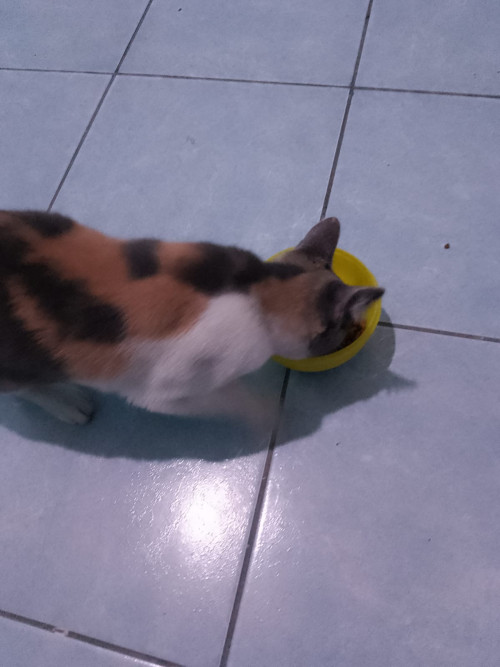 Chingaderita