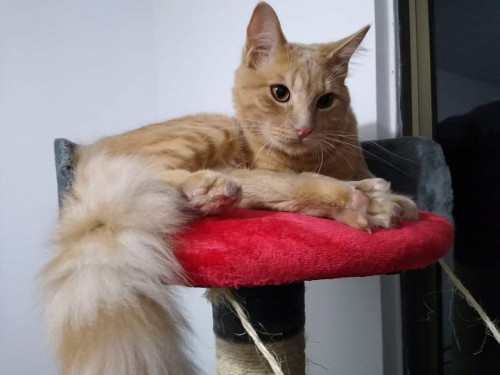 Aslan