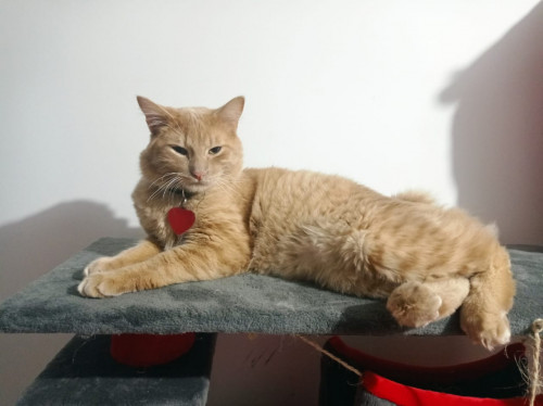 Aslan