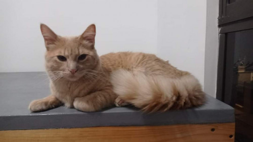 Aslan