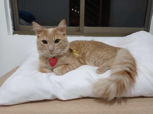 Aslan