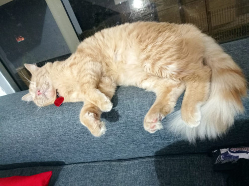 Aslan