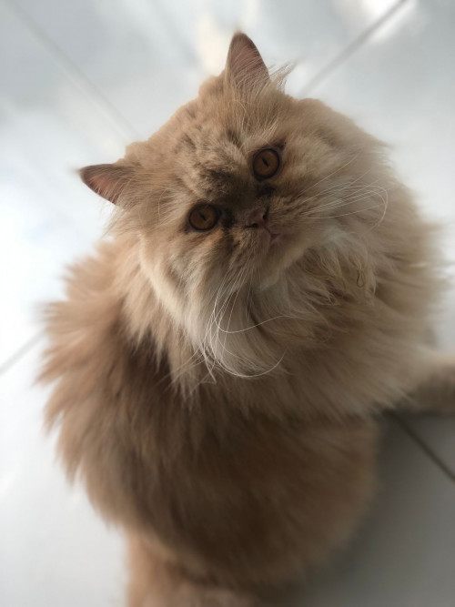 Manolo