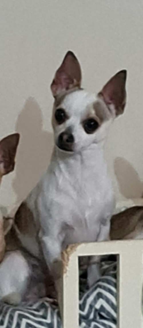 Roko