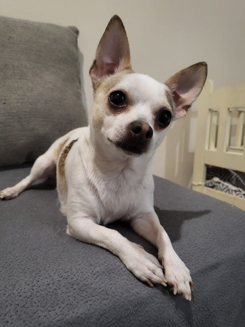 Roko