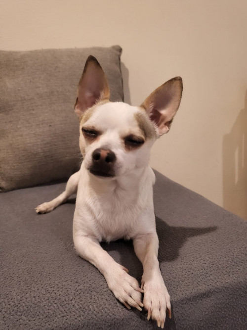 Roko