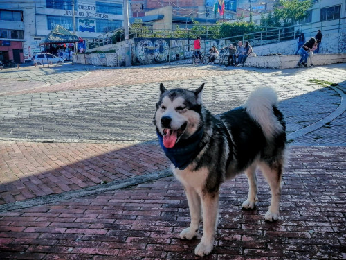 Yango