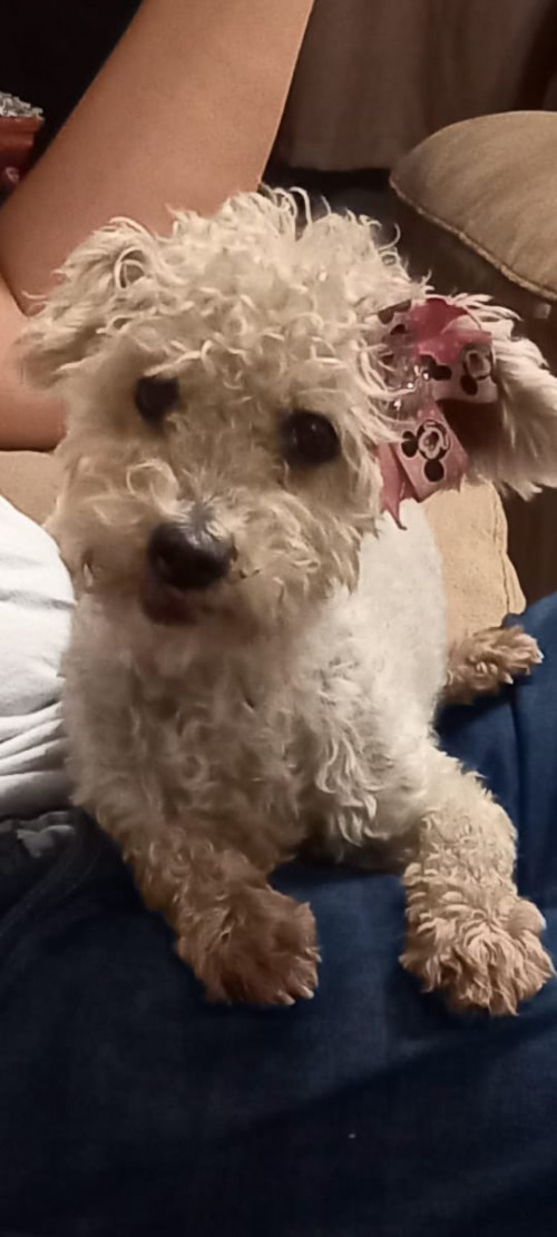 Bola