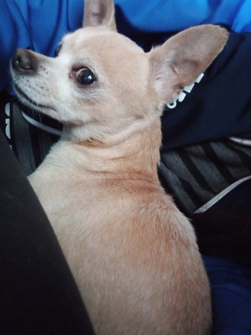 Percy