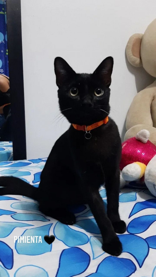 Pimienta