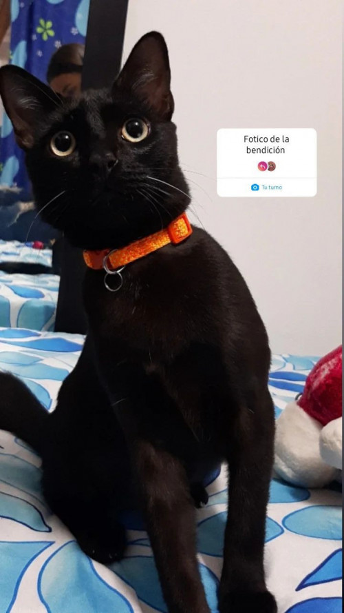 Pimienta