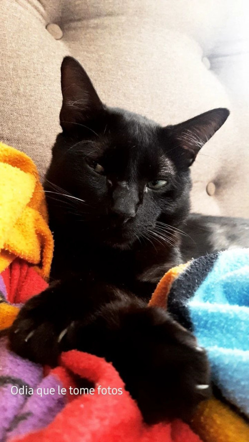 Pimienta