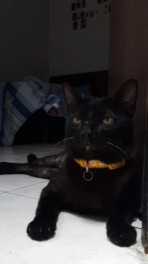 Pimienta