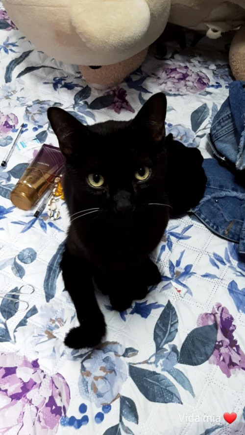 Pimienta