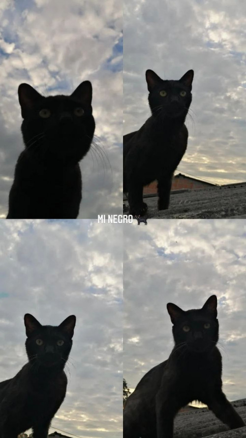 Pimienta
