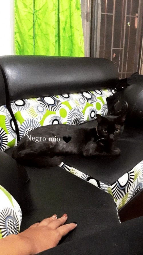 Pimienta