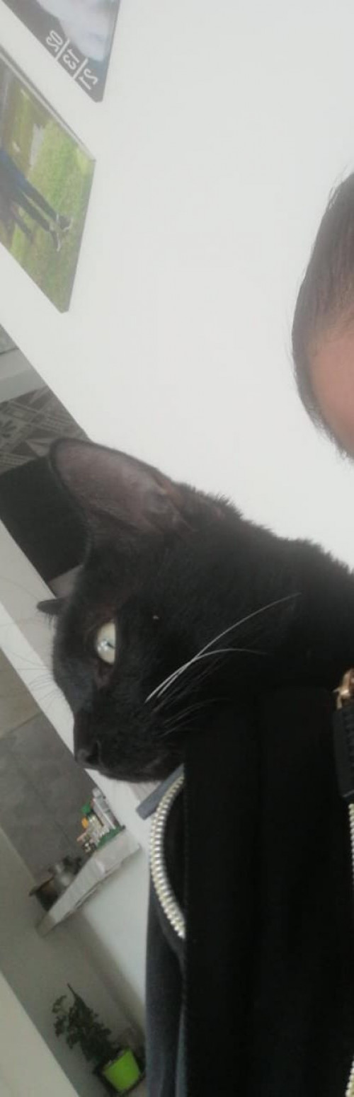 Pimienta