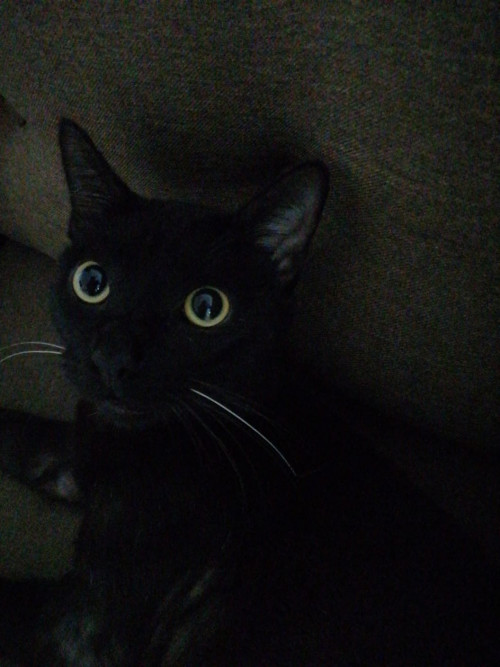 Pimienta