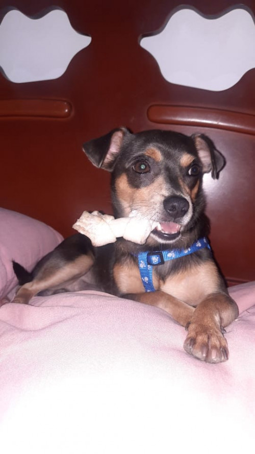 Oddie